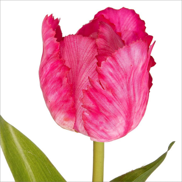 Classico Tulipano Rosa 12pz