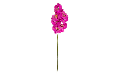 Orchidea Sunny Viola 12pz esotico