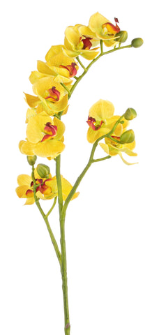 Ramo orchidea Giallo 6pz esotico